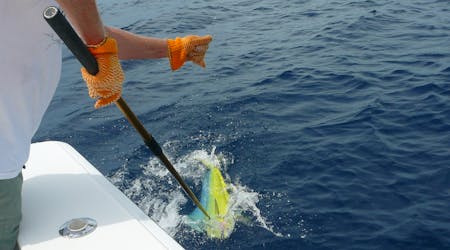 4-hour private sportfishing charter in Hollywood